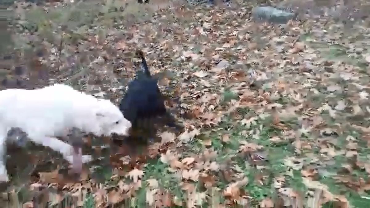 Скандална ВИДЕО находка в БЛИЦ! Зверски кучешки боеве се вихрят в Сандански! (СНИМКИ 18+)