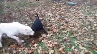 Скандална ВИДЕО находка в БЛИЦ! Зверски кучешки боеве се вихрят в Сандански! (СНИМКИ 18+)