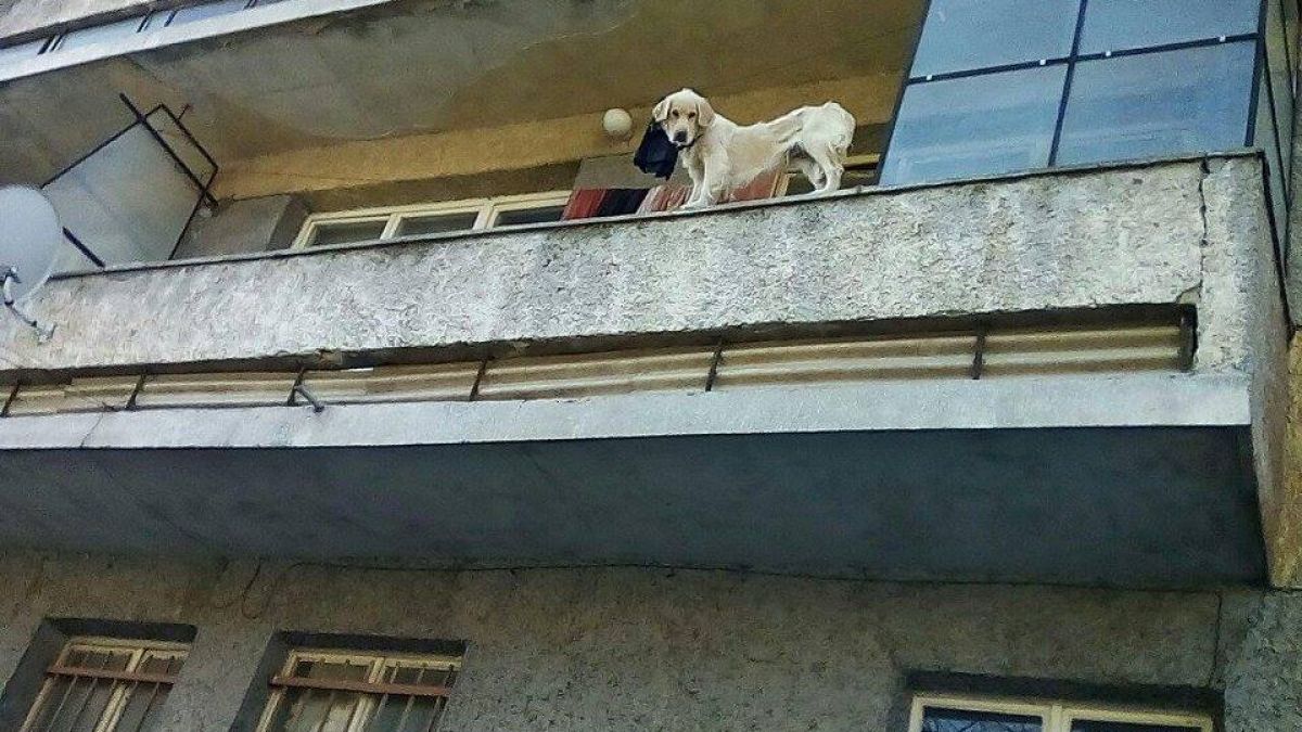 Умиращо от глад куче скочи от балкона