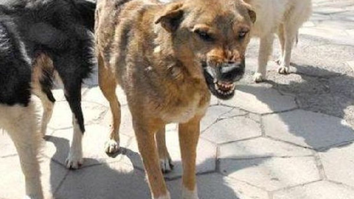 Първо в БЛИЦ!  Озверели псета нахапаха зверски мъж в столичен парк 