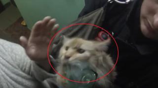Имало и човеци! Спасиха коте с кислородна маска след пожар (ВИДЕО)