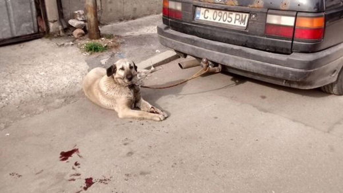 Изрод влачи куче с кола! Човекът, който спаси горкото животинче, го чака присъда (СНИМКИ)