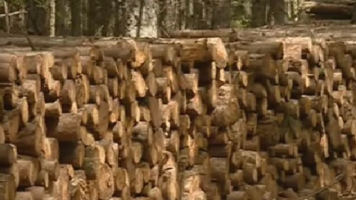 Безмилостна сеч се вихри в гора в покрайнините на София (ВИДЕО)