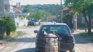 БГ абсурди: Прасе на път към Европа (СНИМКА)