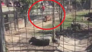Тази жена направи немислима лудост, за да си вземе падналата шапка (ВИДЕО)