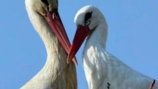 Истинска любов! Щъркел се връща всяка година при своята любима, която не може да лети