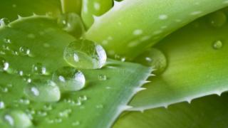 Чудодейно растение е ключ към перфектната кожа, има една уловка