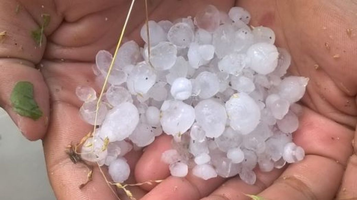 Градушка като лешник съсипа дряновско село