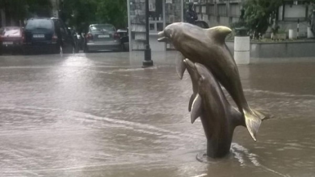 Делфините плувнаха в центъра на Варна