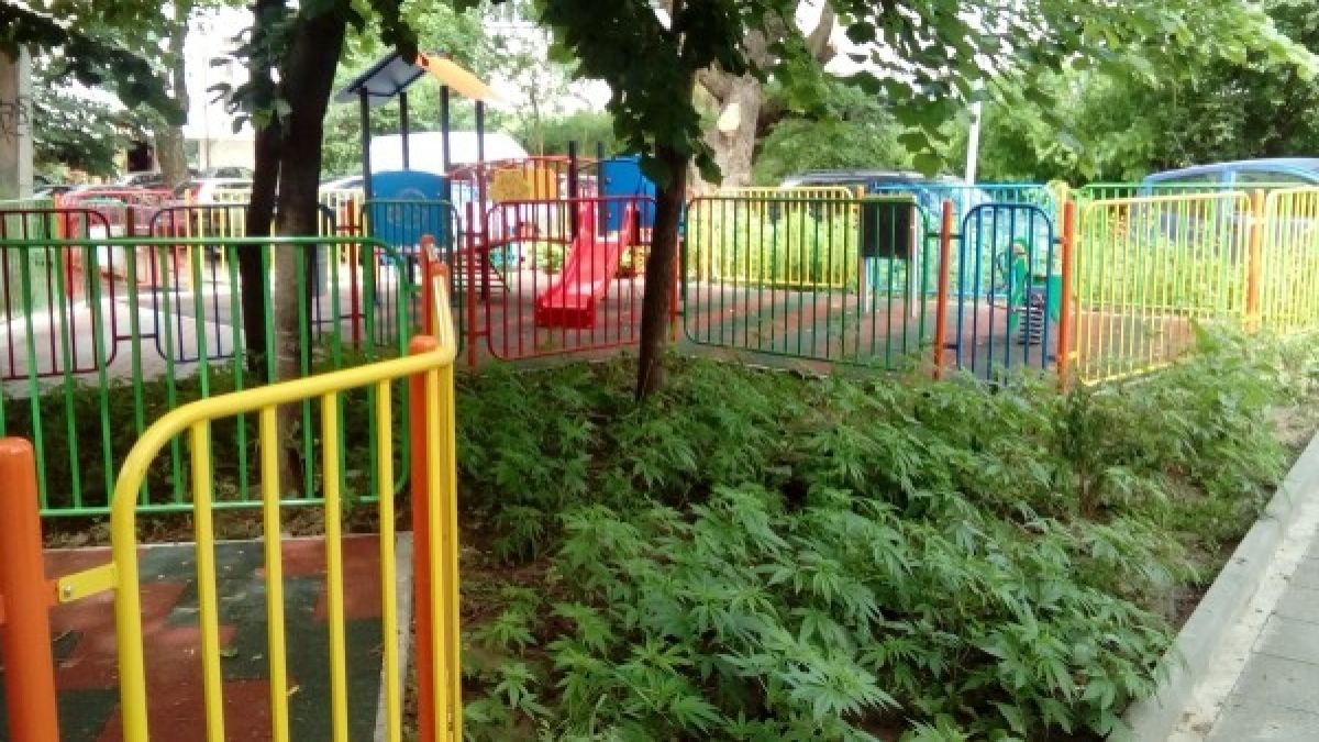 Оскубаха канабиса от детската площадка във Варна