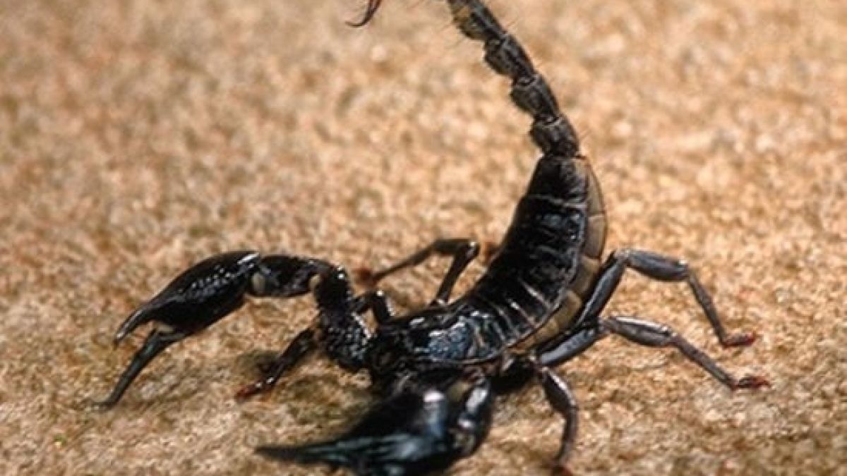 15 причини Скорпионите да са толкова невероятни