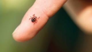 Чака ни бум на заболяванията след ухапвания от кърлеж 