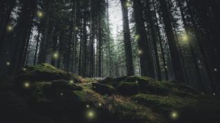 Професор си говори със светулките