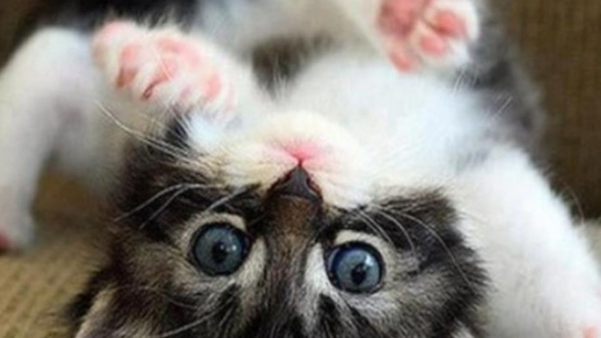 Ето как една котка стана герой