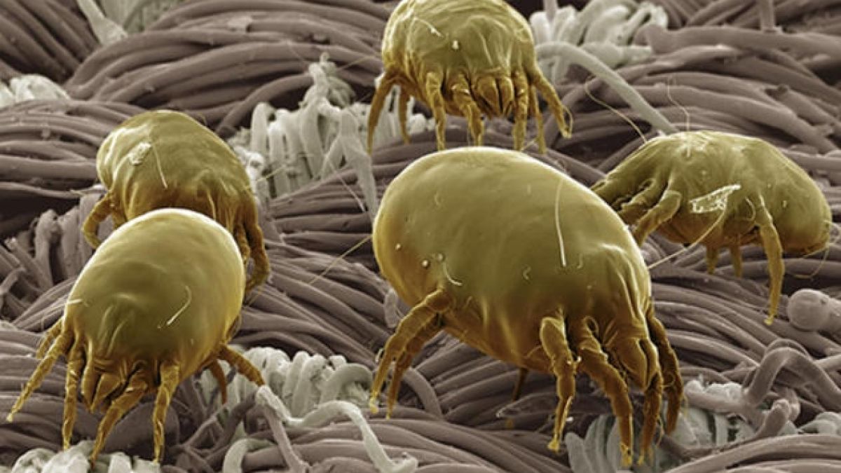 Сензация! Кората на този плод убива раковите клетки!