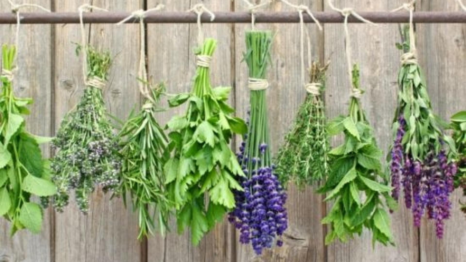 Подправката на боговете, 5 грама от която лекуват, а 12 убиват