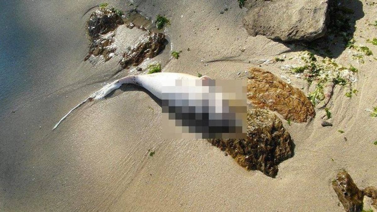 Ужас на плажа "Алепу, морето изхвърли труп