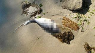 Ужас на плажа "Алепу, морето изхвърли труп