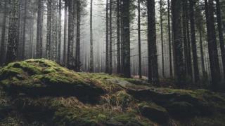 Тодор отиде в гората, но това, което откри там, бие всички рекорди (СНИМКА)