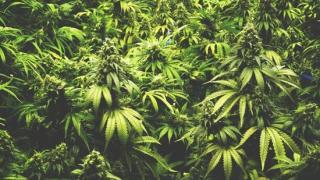 Хитреци! Българи пращат марихуана по домовете чрез сайт, маскират я като...