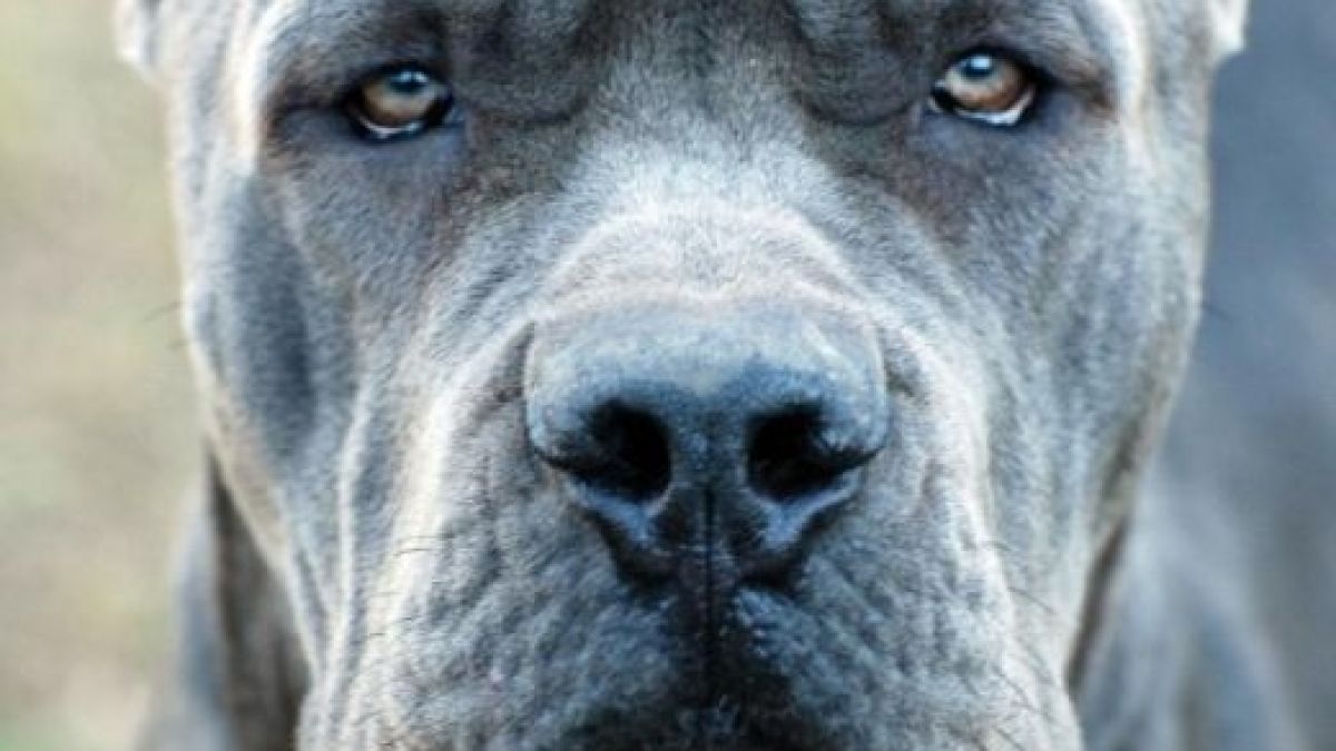 Кане Корсо захапа смъртоносно 3-годишно дете 