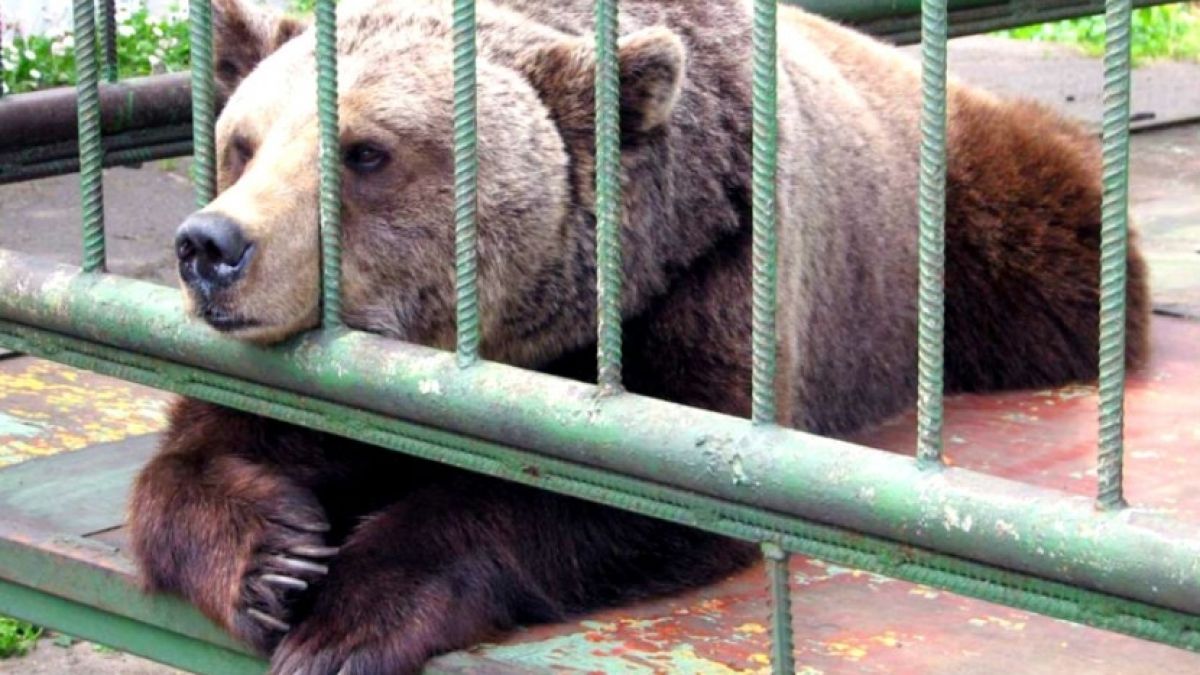 Мечка остави без ръка подчерпена рускиня 
