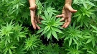 Съдията се смили над арестуваната за канабис пенсионерка в Джерман
