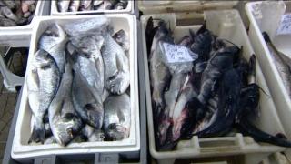 Уникално! Водороден камион направи истинска революция