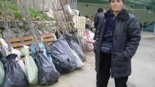 Купили сте фиданките късно? Запазете ги до пролетта.