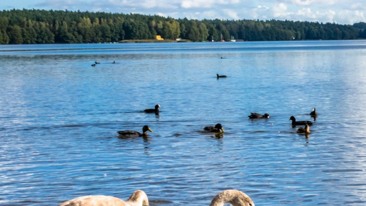 Пламнаха още огнища на птичи грип – ето къде ни забраняват да стъпваме заради напастта 