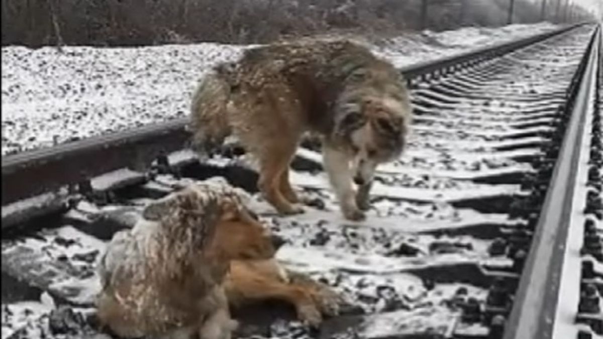 Трогателно ВИДЕО разтърси интернет! Куче направи нещо, което малцина хора биха извършили