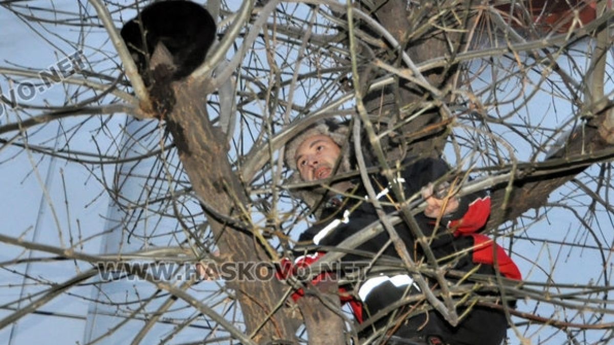 Коте в Хасково бедства три дни в студа на 8-метрово дърво (СНИМКИ)