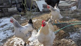 Птичият грип нанася първи удар по джоба ни 