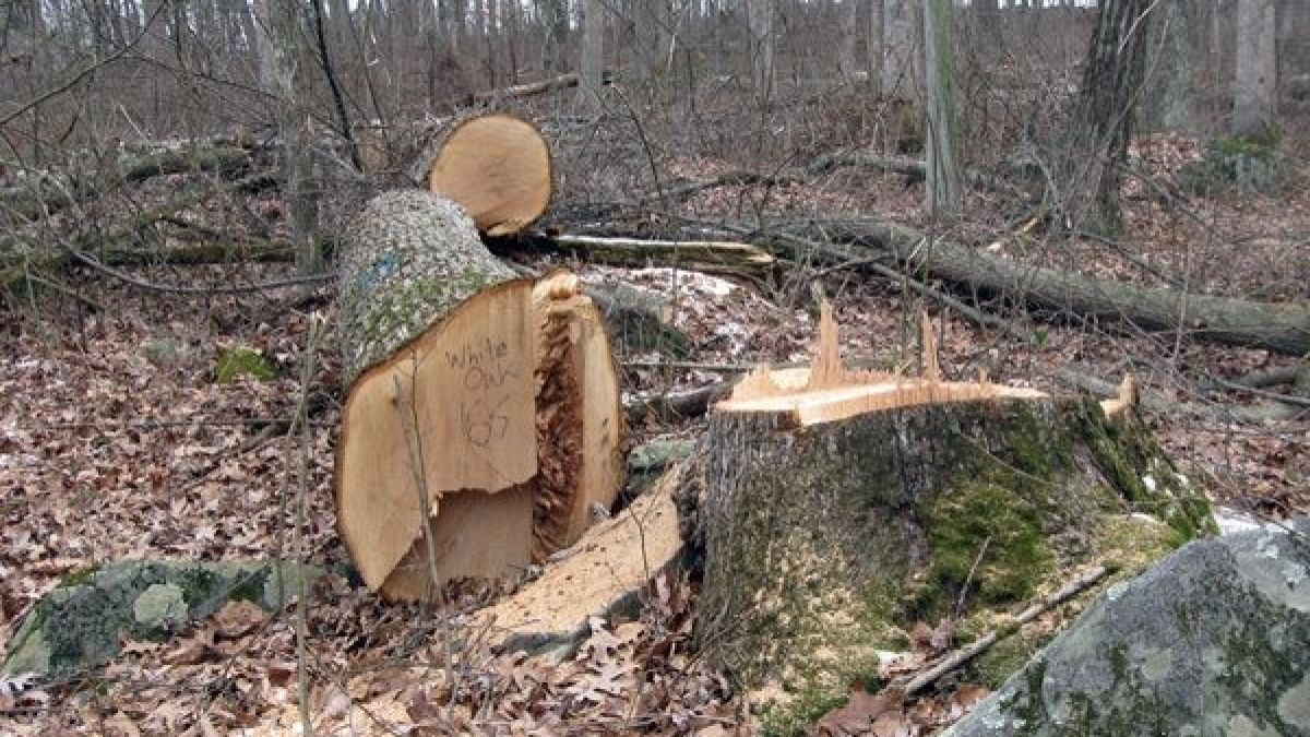 Бракониер нападна горски, млади го с дърво по главата 