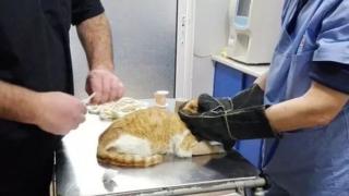 Бургаска художничка преживя истински кошмар на път за работа 
