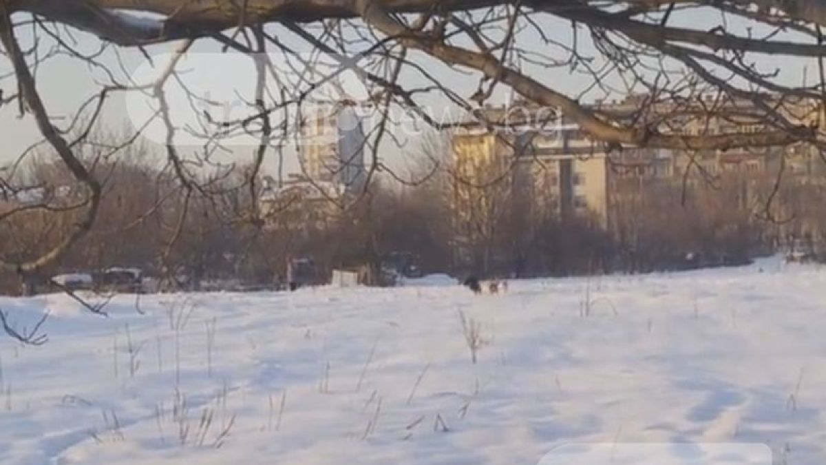 Пловдивчани на нокти! Бездомни псета дебнат за жертви в Кючука (ВИДЕО) 