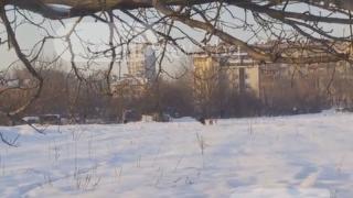 Пловдивчани на нокти! Бездомни псета дебнат за жертви в Кючука (ВИДЕО) 