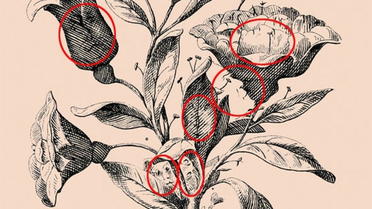 Този розов храст крие човешки лица! Можете ли да ги откриете? (СНИМКА)