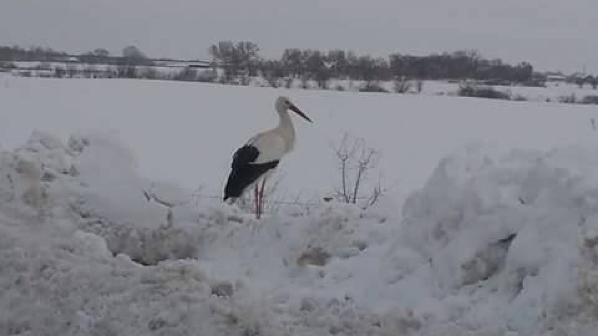 Щъркел се появи по никое време