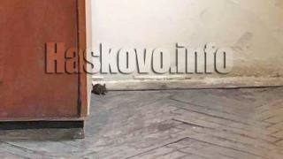 Мишка предизвика истински смут в хасковско школо (СНИМКИ)