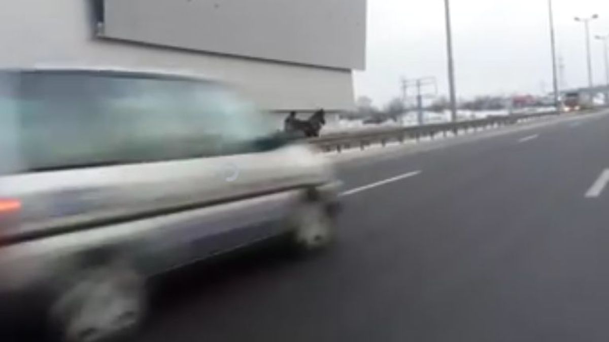 Каруцар смело подкара в насрещното (ВИДЕО)