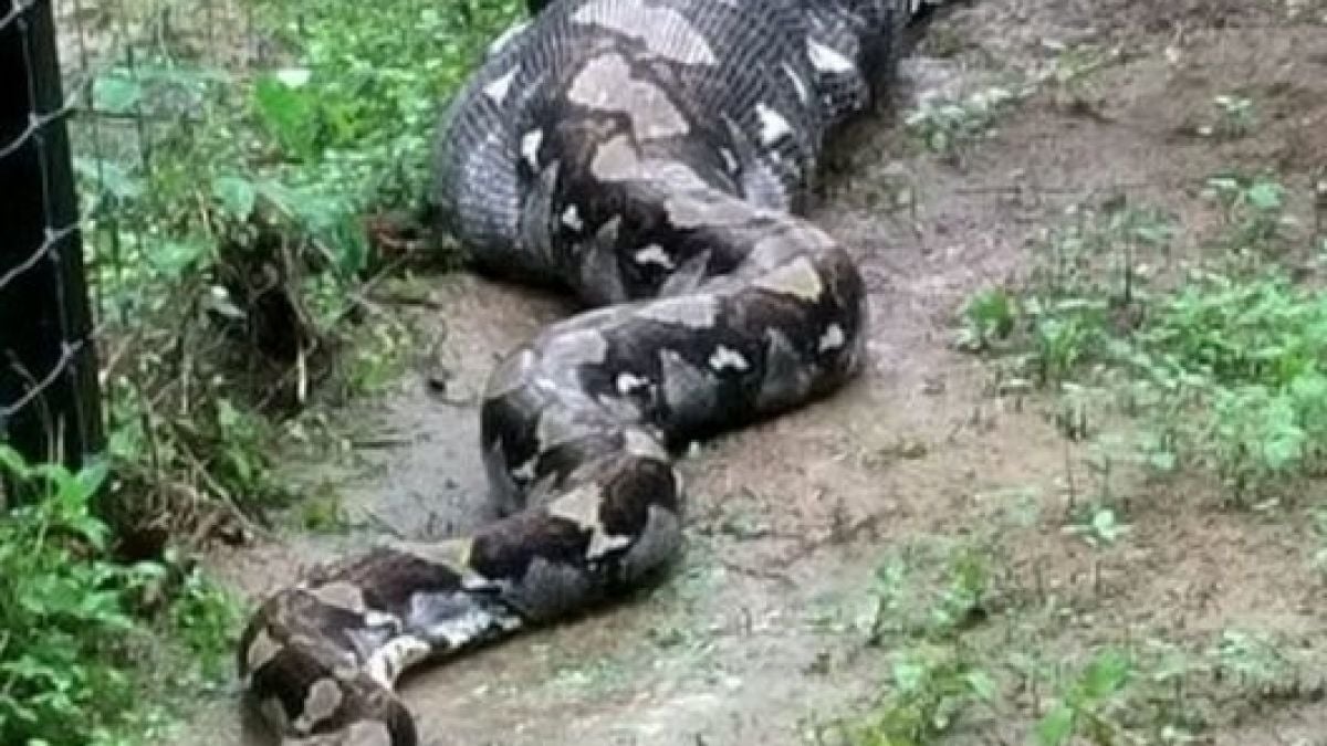 Гигантски питон погълна две кози и се превърна в звезда в интернет (СНИМКИ/ВИДЕО)