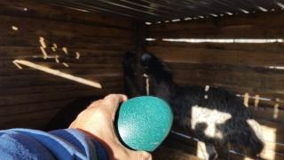 Кой снесе това голямо тюркоазено яйце? (СНИМКИ)