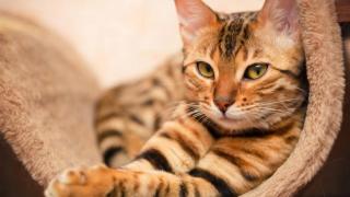 Котките лекуват! Това е мястото, където трябва да сложите животното, за да се почувствате по-добре