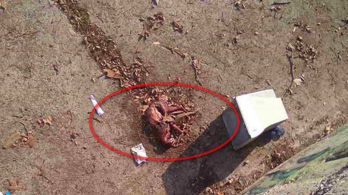 Ето я цялата истина за одраните кучета в Айтос (СНИМКА 18+)