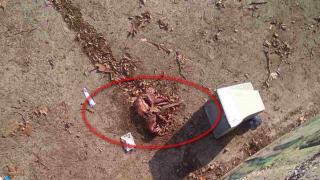 Ето я цялата истина за одраните кучета в Айтос (СНИМКА 18+)