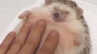 Сладко таралежче умили сърцата на цял свят (ВИДЕО)
