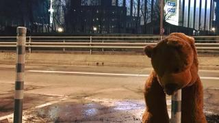 Мече, побито на кол, разплака софиянци (СНИМКА) 