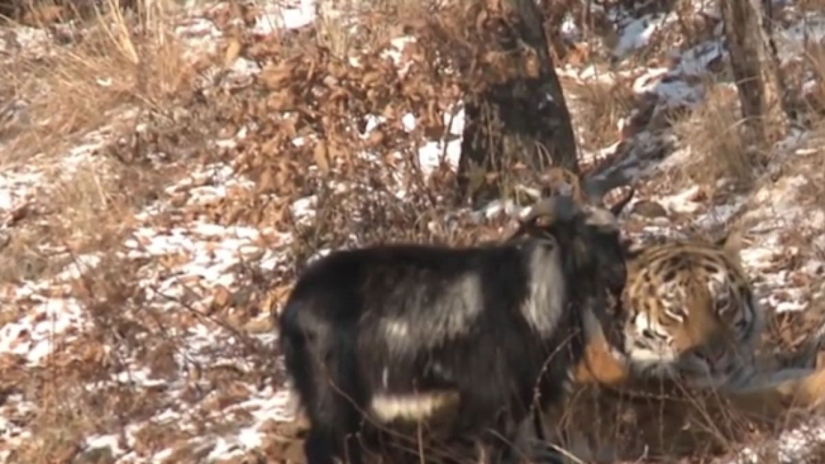 Меркел роди от световноизвестния козел Тимур (ВИДЕО)