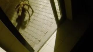Защо тези хора се плашат от големия паяк? (ВИДЕО)